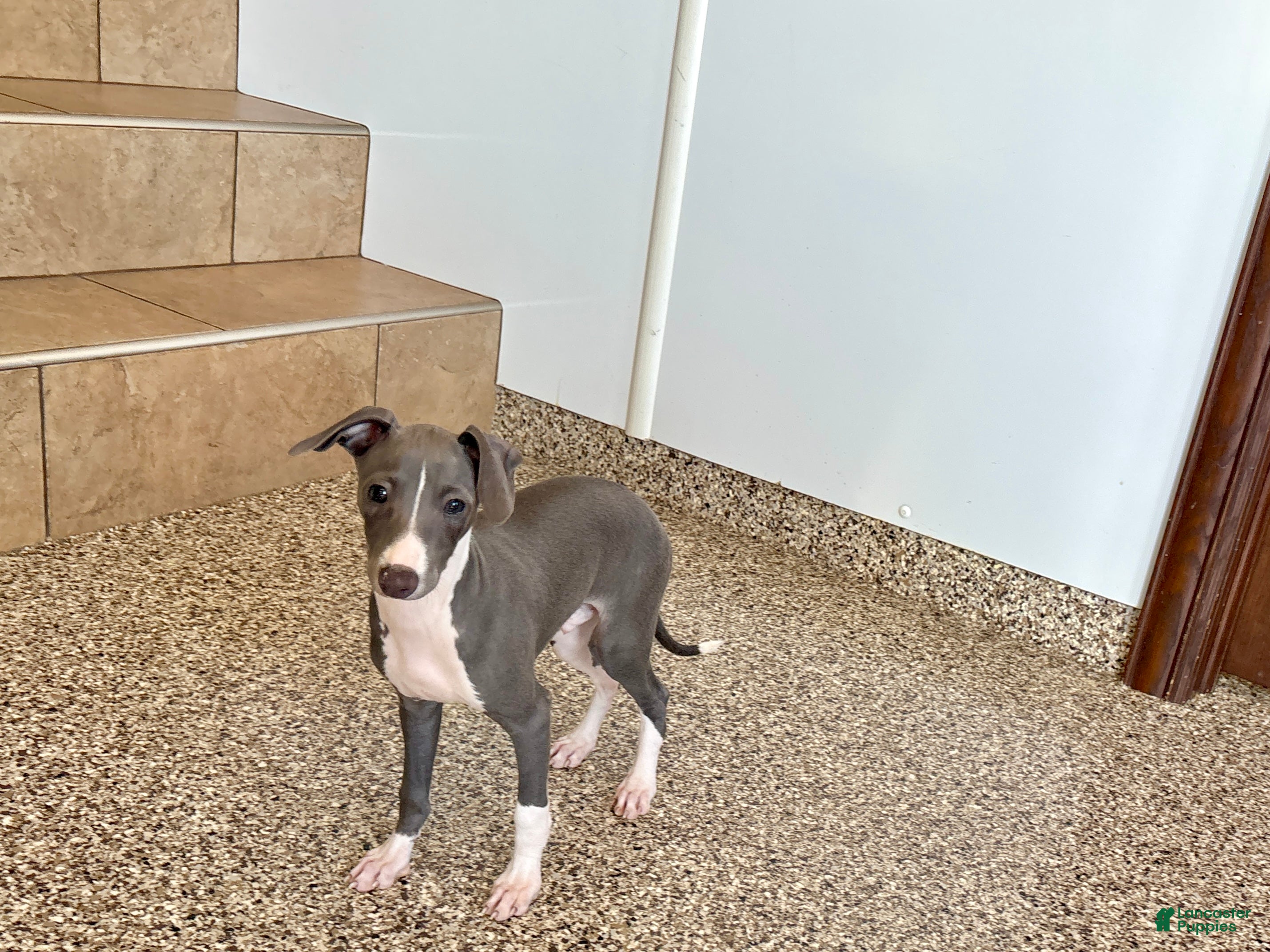 Italian Greyhound dogs Larry - Ad 1