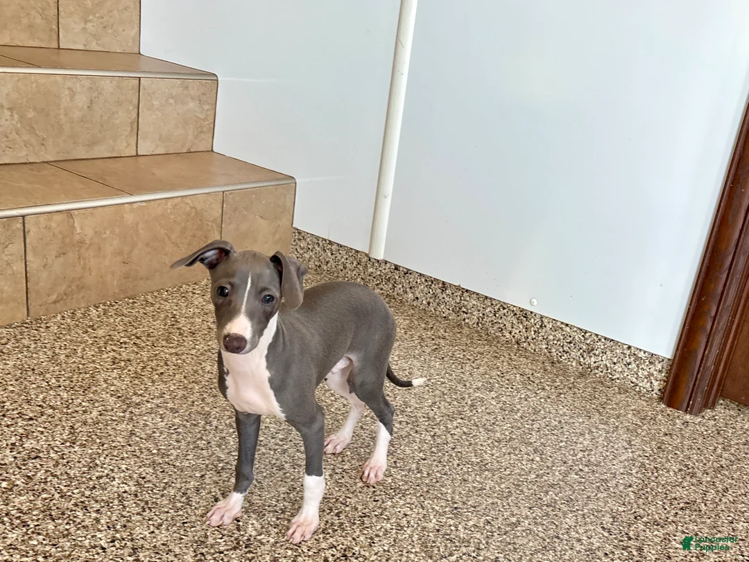 Italian Greyhound dogs for sale: Larry - Ad 1