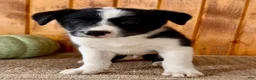 Border Collie dogs for sale: Nick  - Ad 5