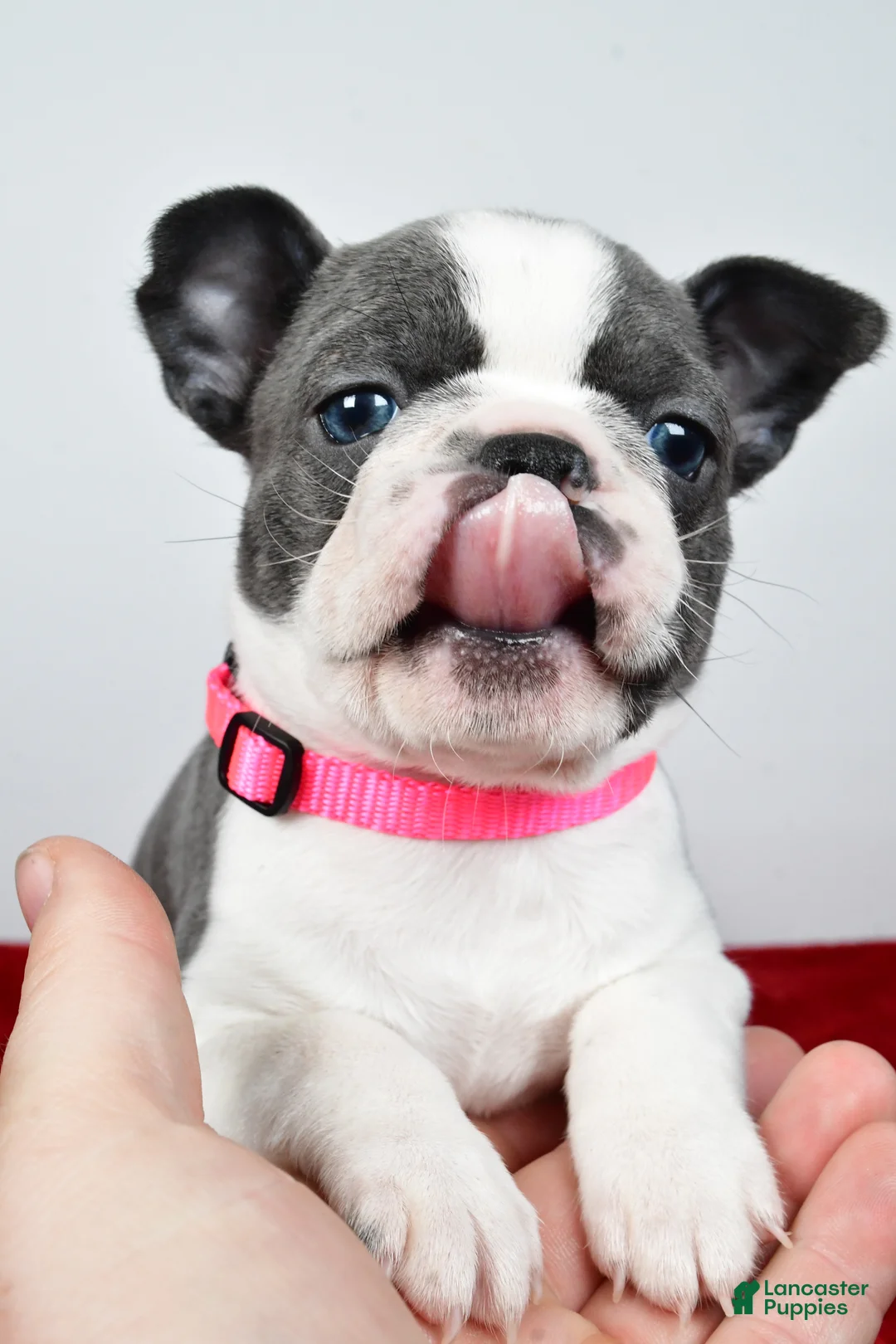 Mixed Breed dogs for sale: Lola - Ad 2