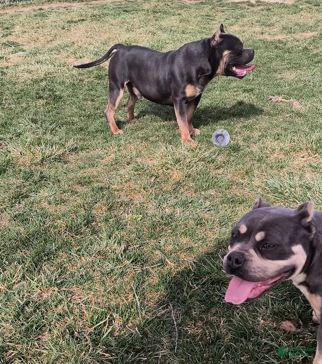American Bully dogs for sale: American Bully Puppy 1 - Ad 4