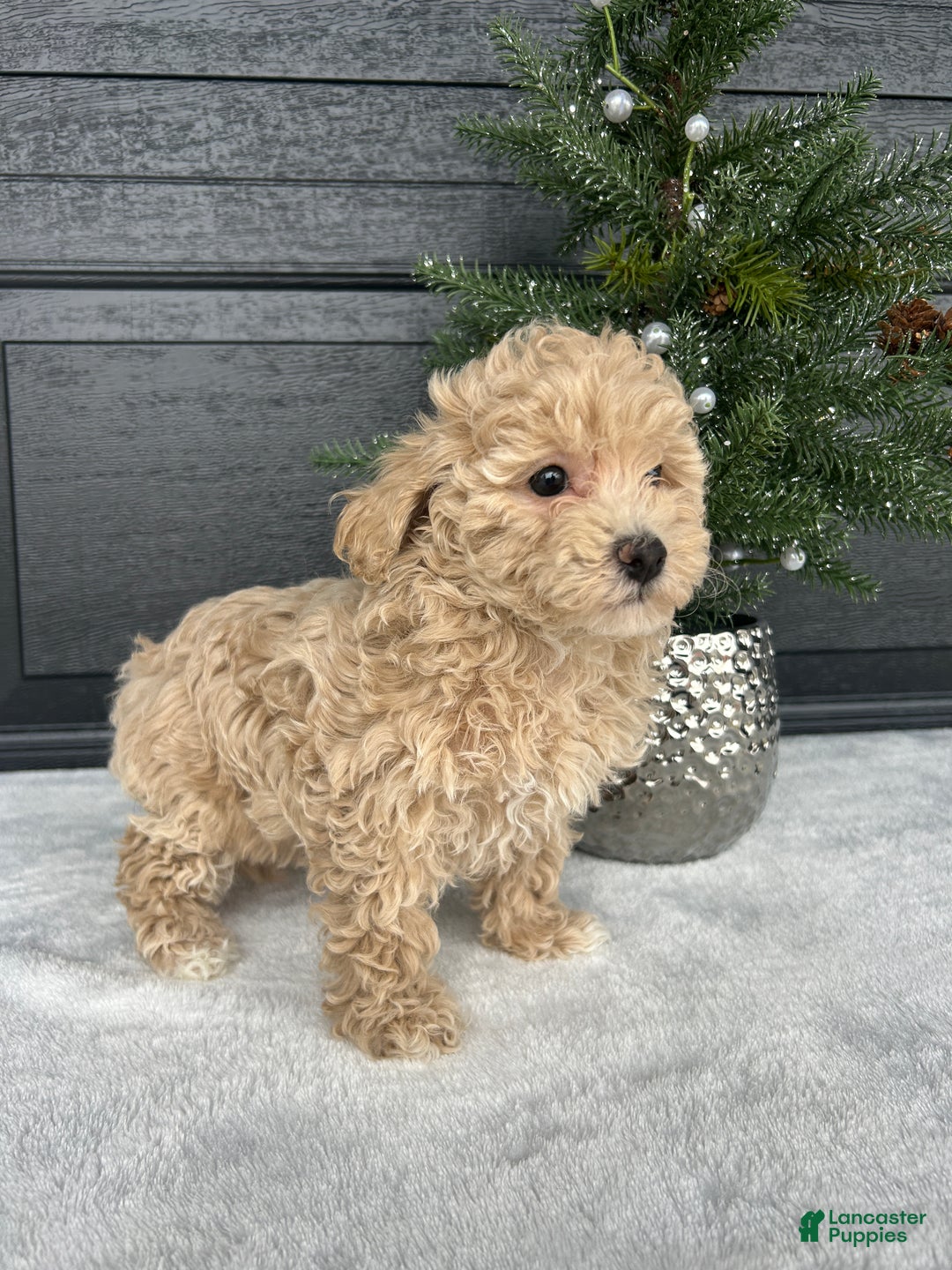 Bichpoo dogs for sale: Bella - Ad 4
