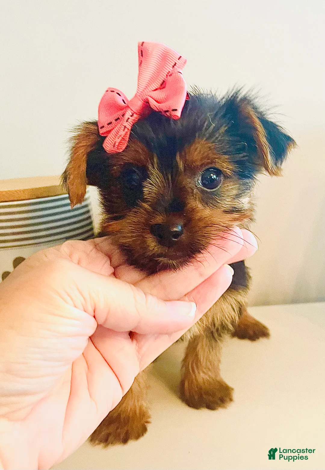 Yorkshire Terrier dogs for sale: Teacup pumpkin - Ad 2