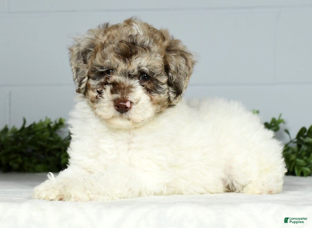 Miniature Poodle dogs for sale: Jace - Ad 4