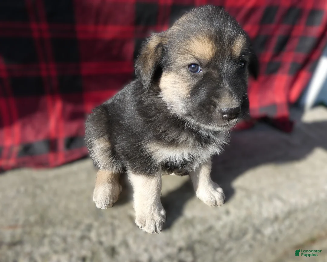 Great Pyrenees dogs for sale: Great Pyrenees Puppy 7 Buster - Ad 2