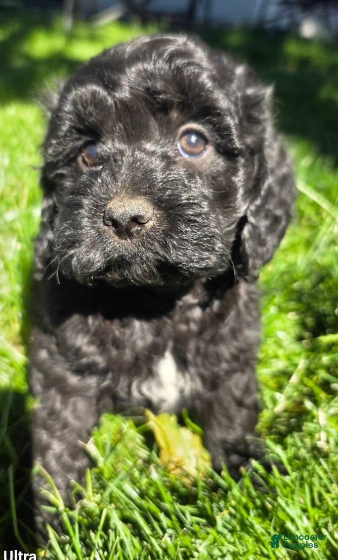 Cockapoo dogs Baby Girl #3  - Ad 7