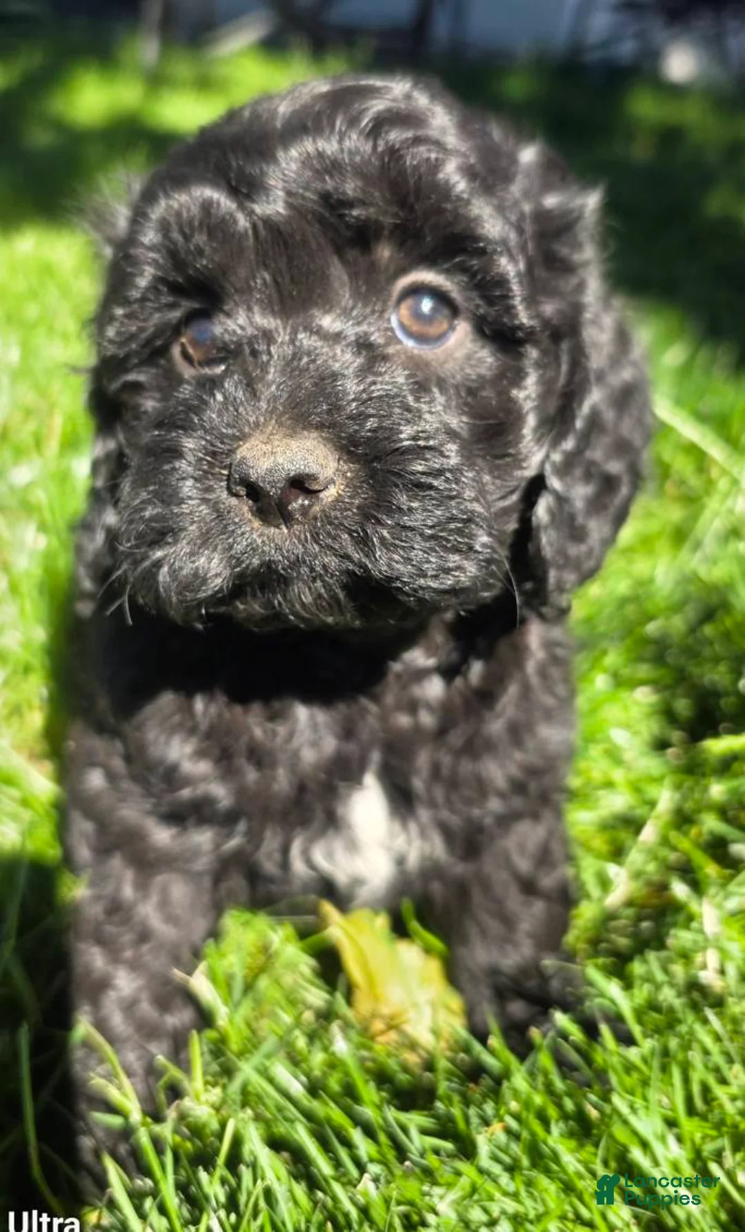 Cockapoo dogs for sale: Baby Girl #3  - Ad 1