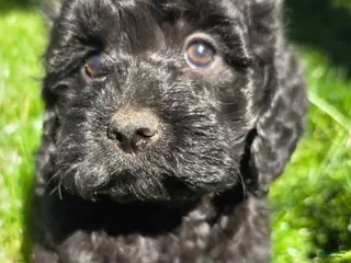 Cockapoo dogs Baby Girl #3 - Ad 7
