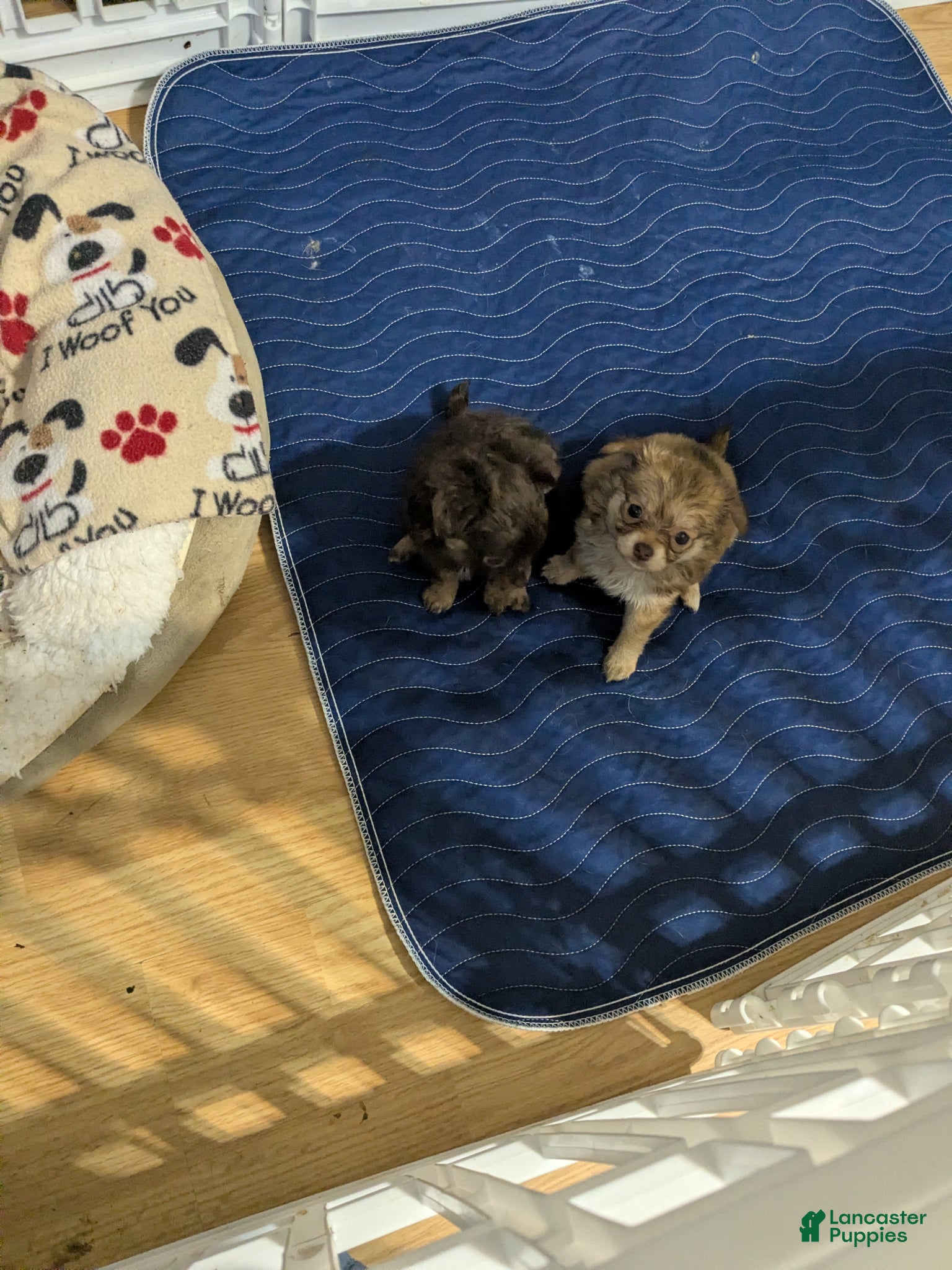 Chihuahua Puppy 2(lou-lou)