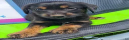 Mixed Breed dogs for sale: Boy 2 - Green - Ad 9
