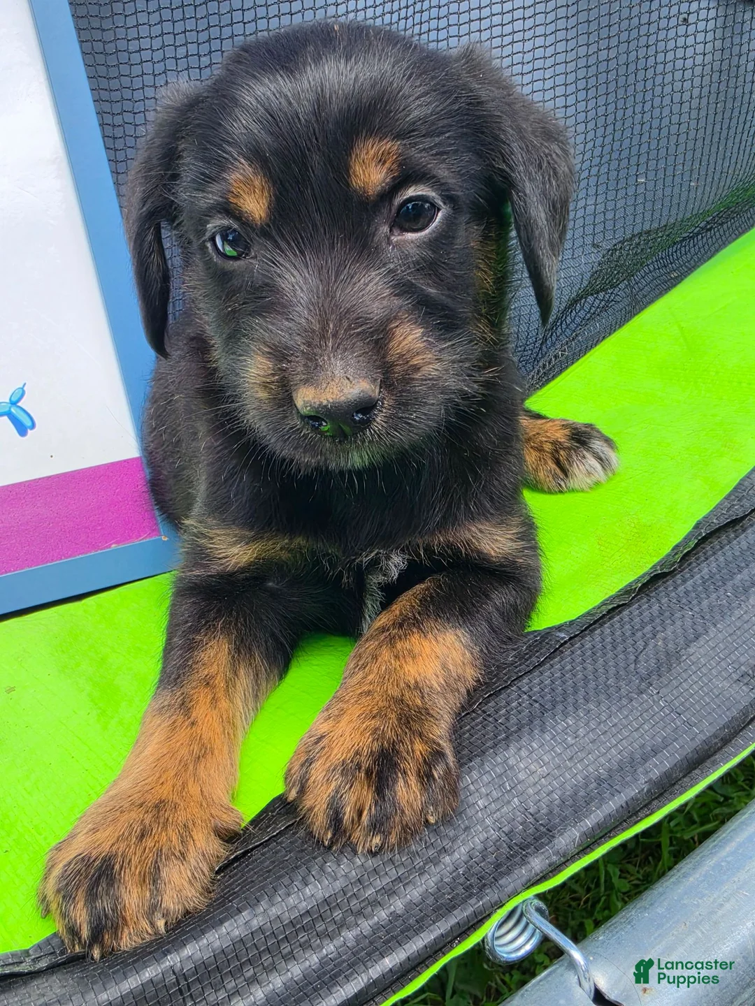 Mixed Breed dogs for sale: Boy 2 - Green - Ad 9