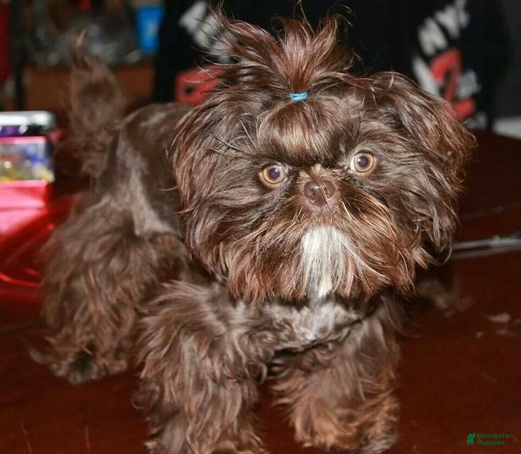 Shih Tzu dogs for sale: Princess  - Ad 3