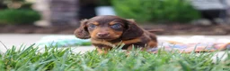 Miniature Dachshund dogs for sale: Everett - Ad 7