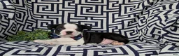 Boston Terrier dogs for sale: Brewster - Ad 5