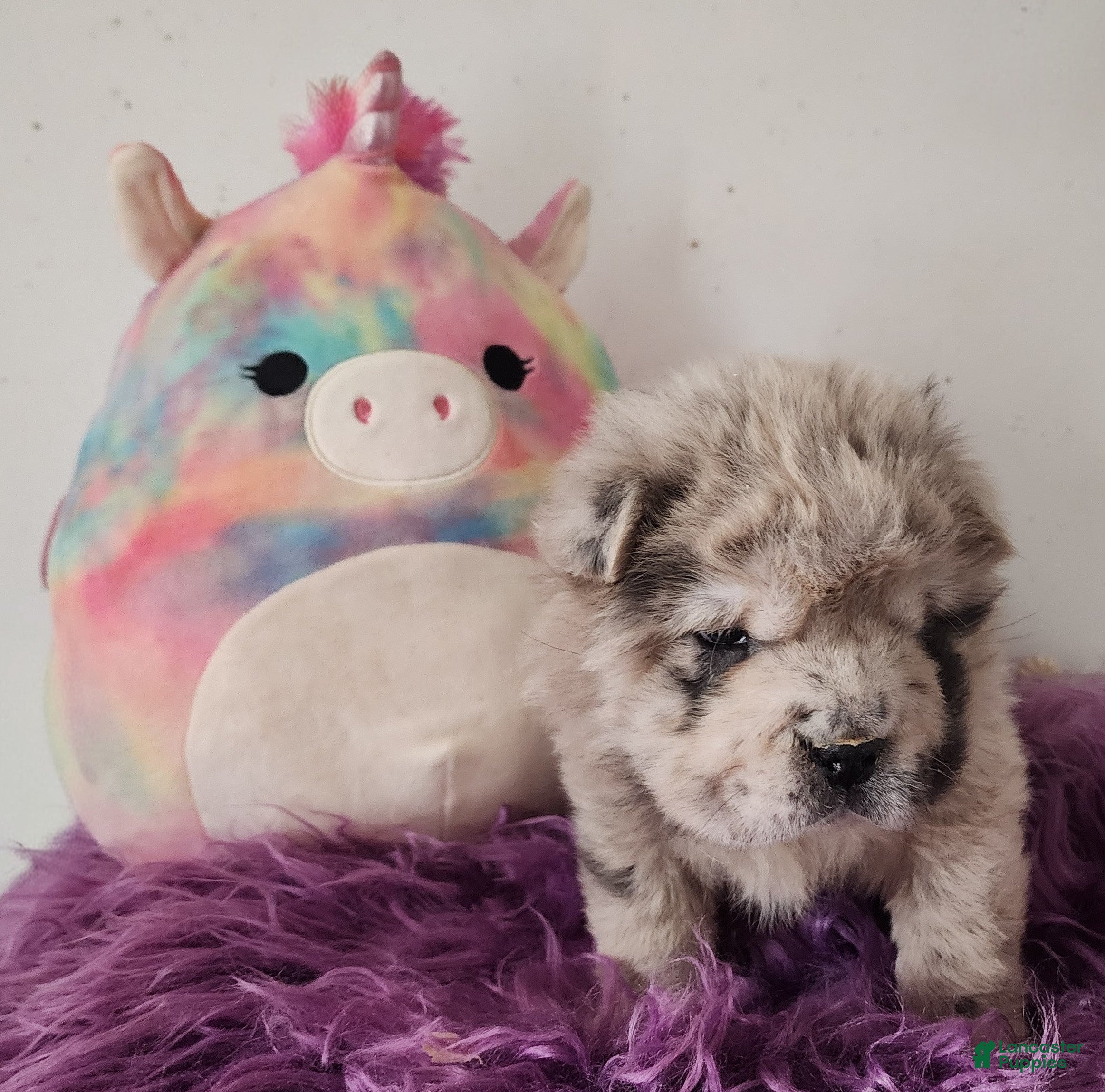 Shar Pei dogs Tassel merle Bear mini  - Ad 1