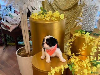 French Bulldog dogs Bugatti - Ad 19