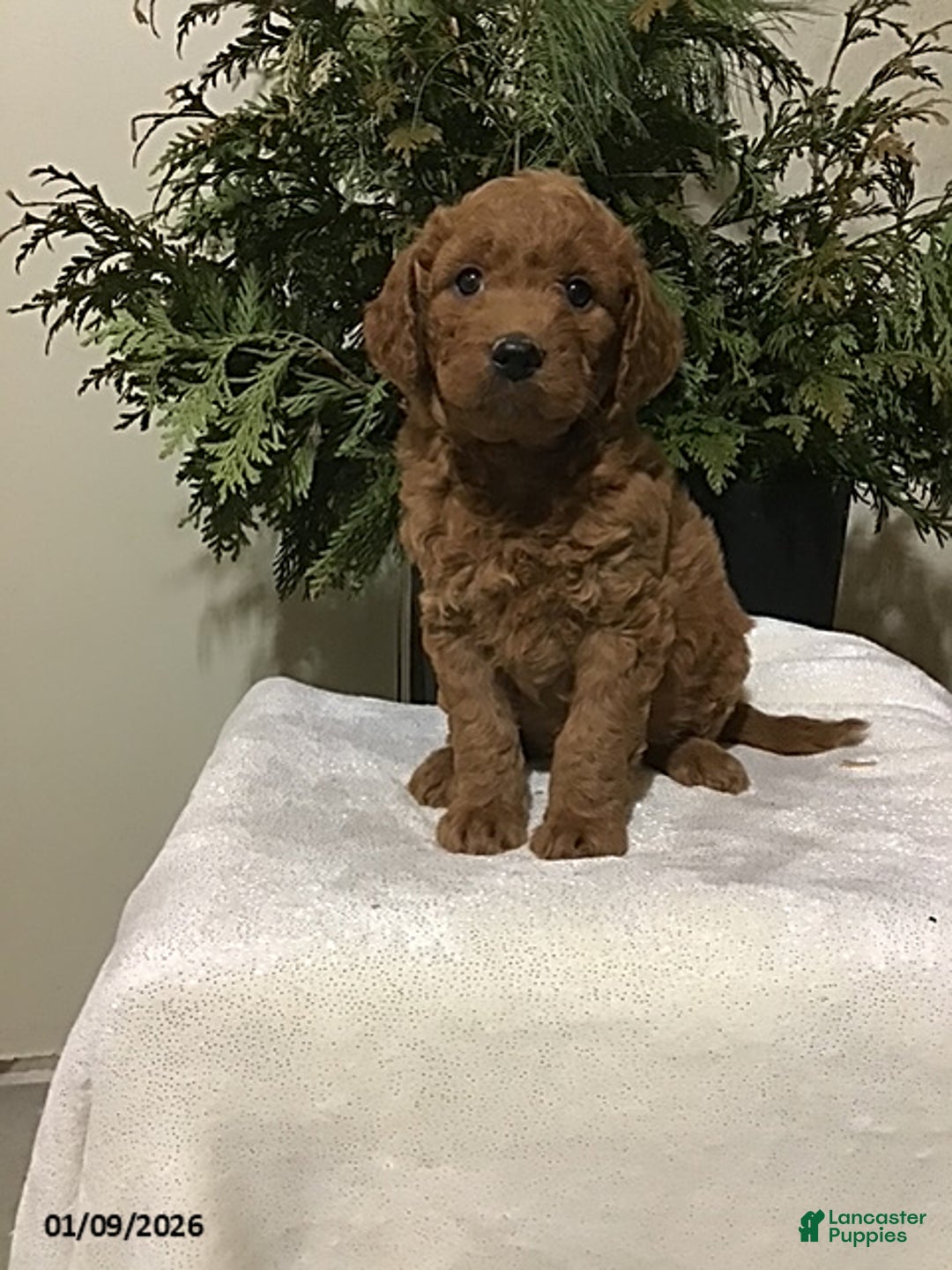 Mini Goldendoodle dogs for sale: Josie - Ad 1