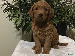 Mini Goldendoodle dogs Josie - Ad 39