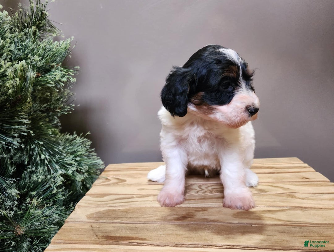 Mini Bernedoodle dogs for sale: Vixon - Ad 19