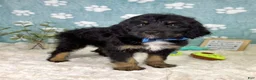 Mini Bernedoodle dogs for sale: Benson - Ad 4