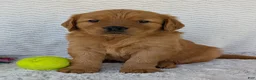 Golden Retriever dogs for sale: Charlie - Ad 4
