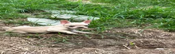 French Bulldog dogs for sale: French Bulldog 1 - Ad 3