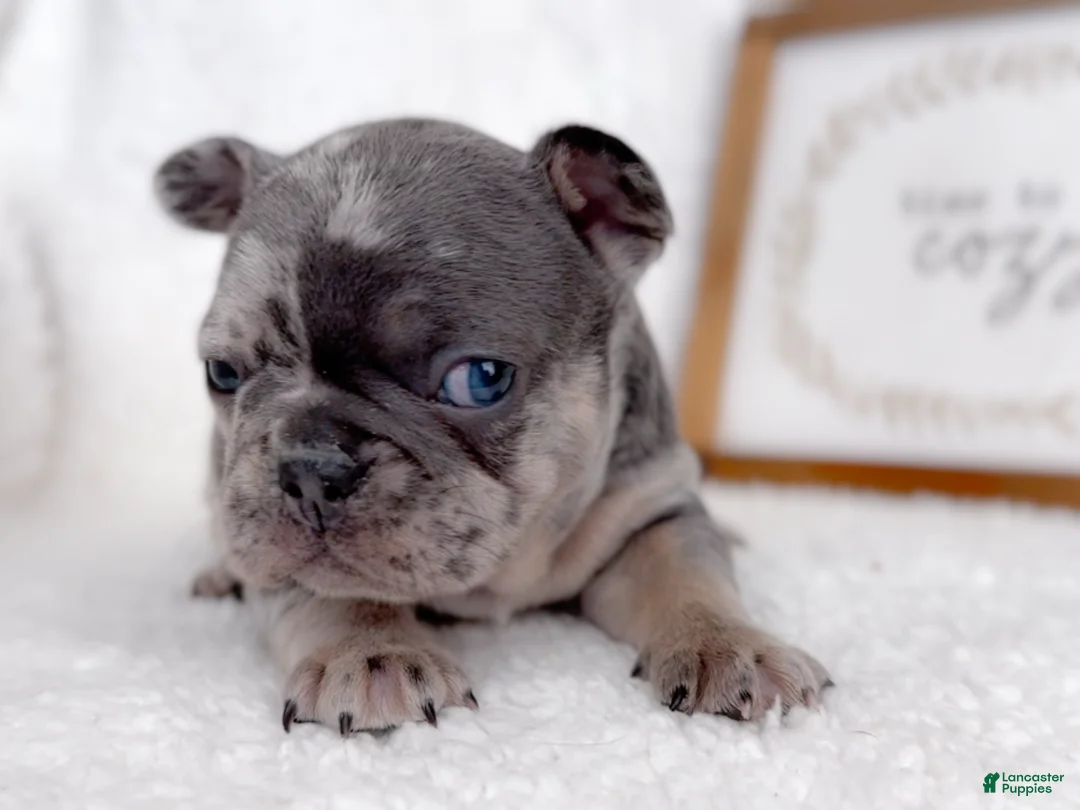 French Bulldog dogs for sale: Chip - Ad 3