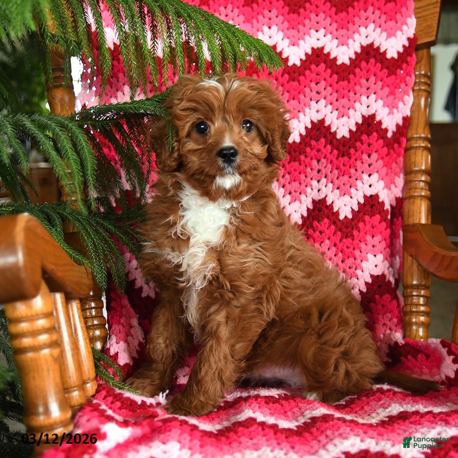 Cavapoo dogs Archie - Ad 2
