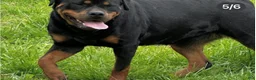 Rottweiler dogs for sale: Rottweiler 1 - Ad 19