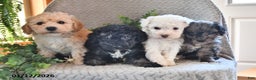 Bichpoo dogs for sale: Brooklyn - Ad 5
