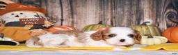 Cavalier King Charles Spaniel dogs for sale: Churro - Ad 1
