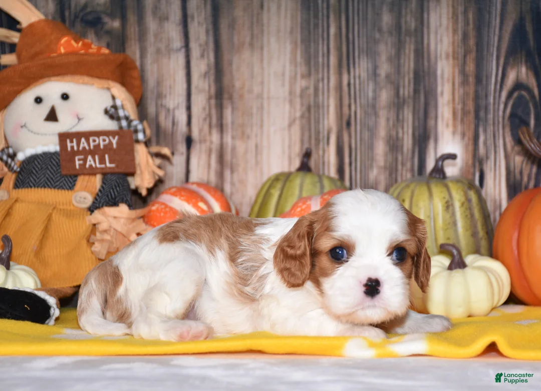 Cavalier King Charles Spaniel dogs for sale: Churro - Ad 1