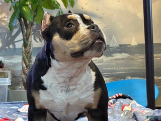 American Bully dogs American Bully Puppy 1 - Ad 21