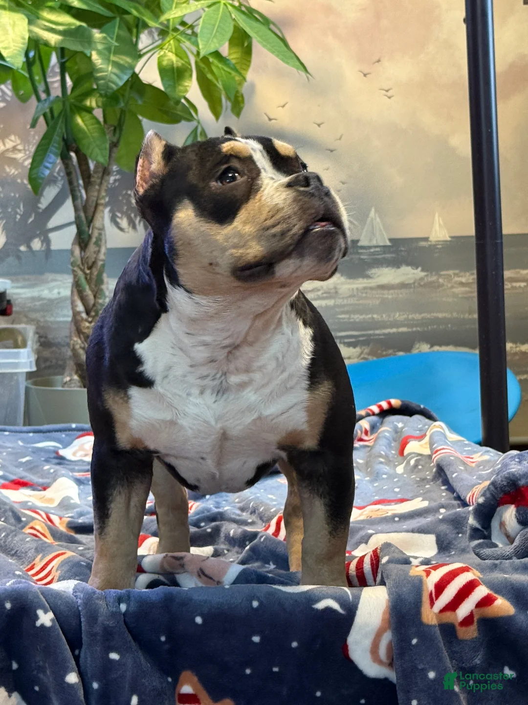 American Bully dogs for sale: American Bully Puppy 1 - Ad 1