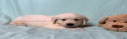Golden Retriever dogs for sale: Maggie - Ad 7