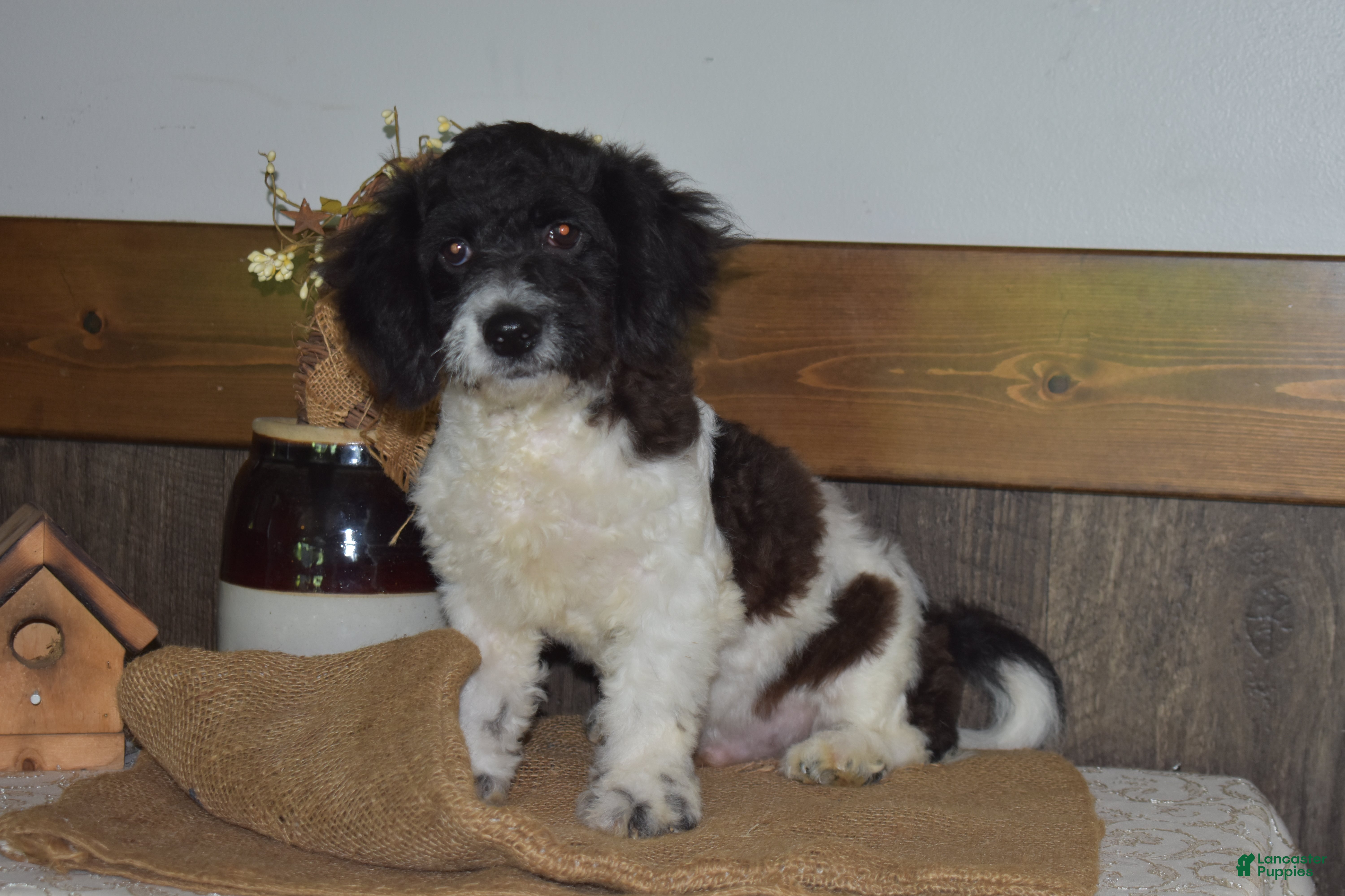 Cavapoo dogs Karson - Ad 2