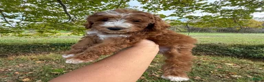 Bashful