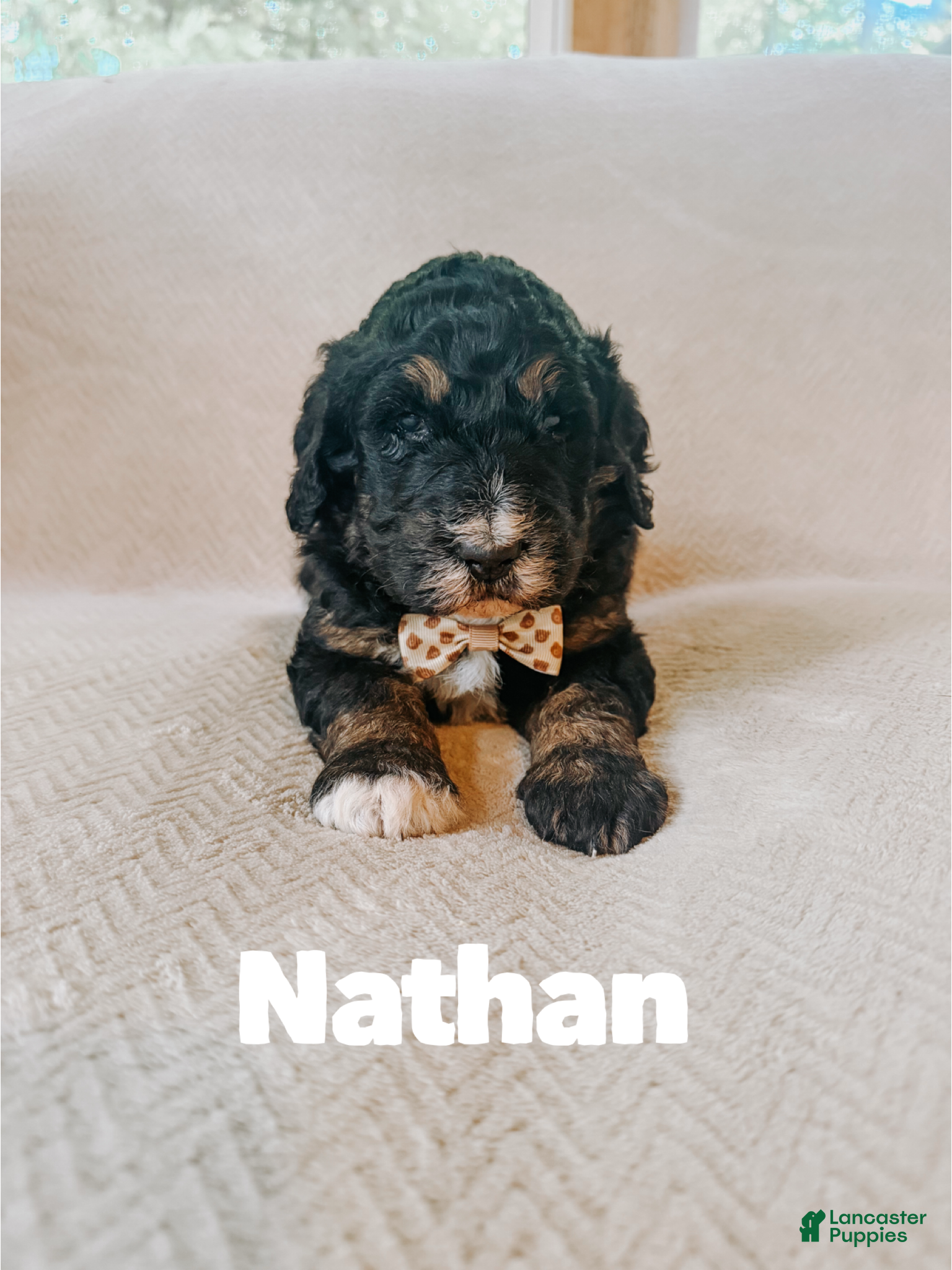 Saint Berdoodles dogs for sale: Nathan  - Ad 13