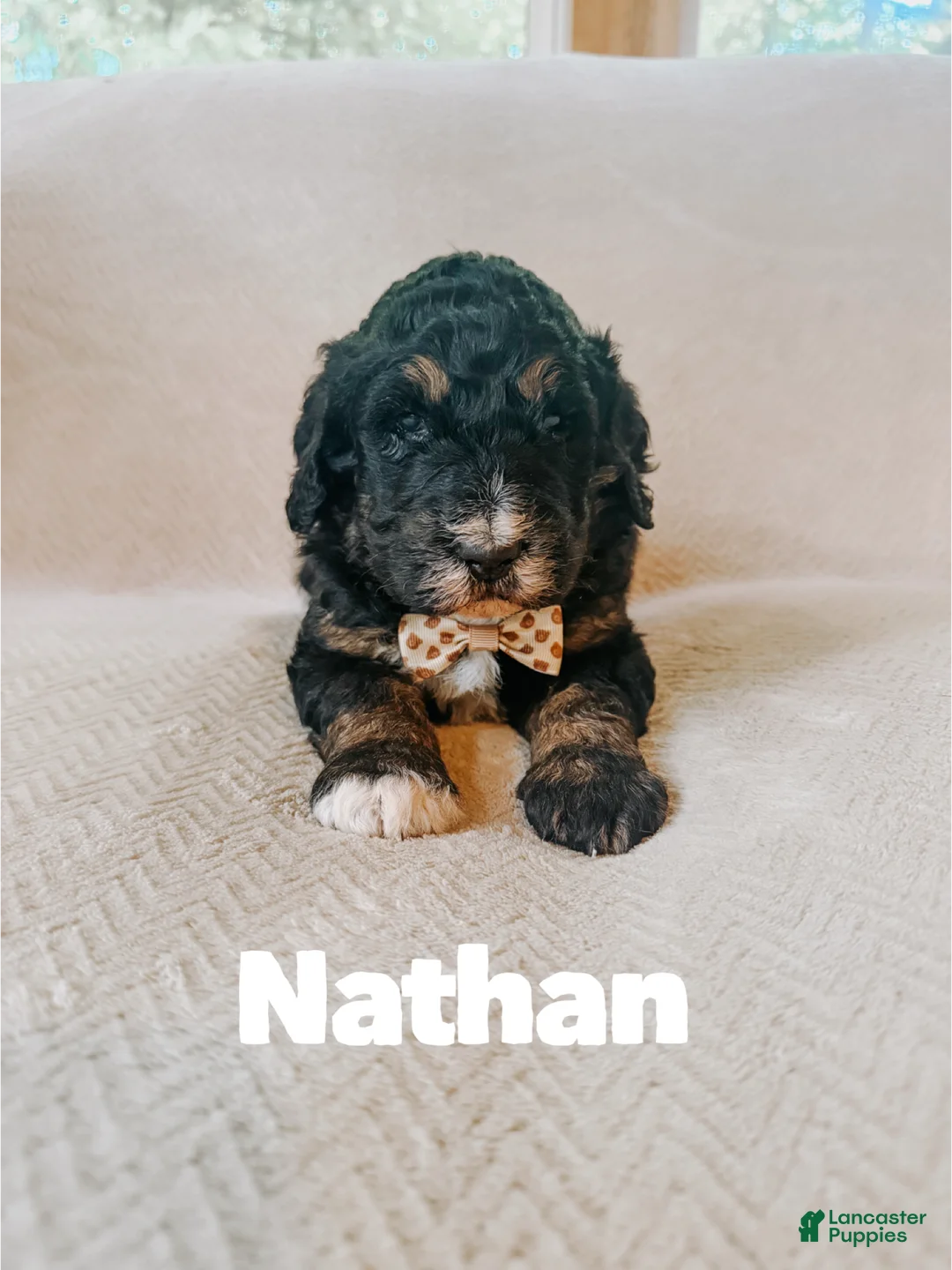 Saint Berdoodles dogs for sale: Nathan  - Ad 1