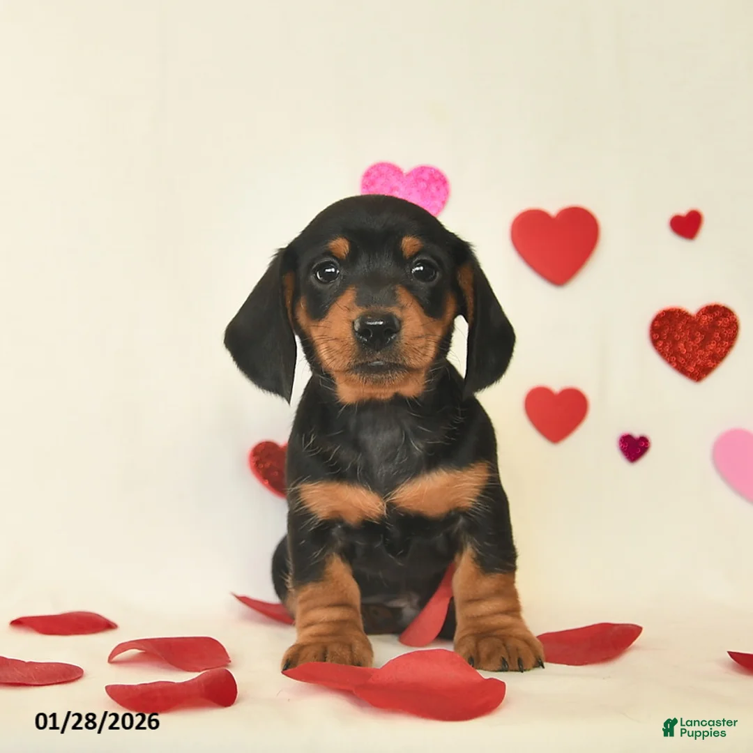 Miniature Dachshund dogs for sale: Oscar  - Ad 1