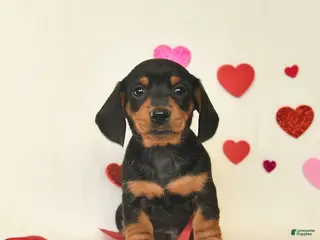 Miniature Dachshund dogs Oscar - Ad 9