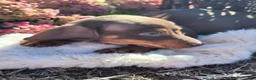 Miniature Dachshund dogs for sale: Cocoa - Ad 17