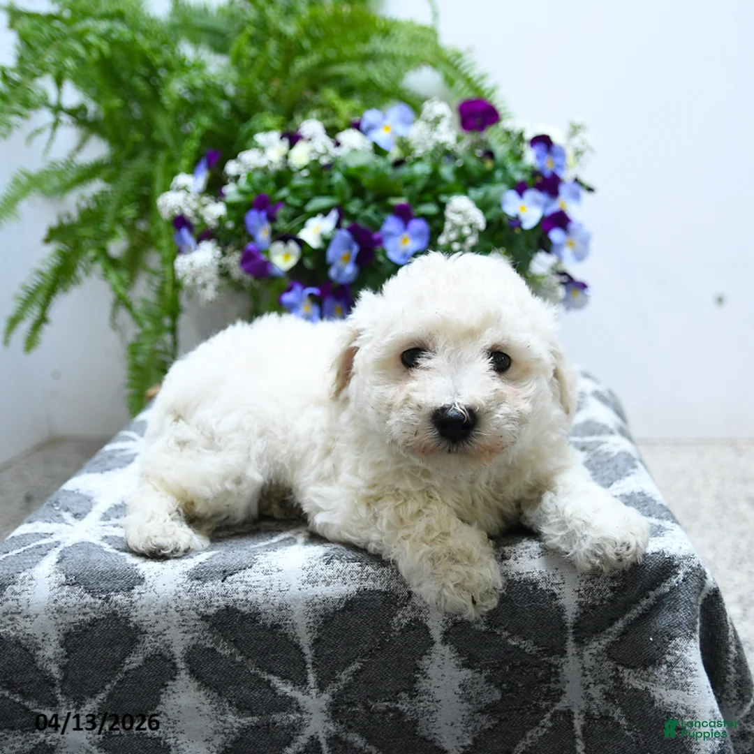 Bichon Frise dogs for sale: Chandler - Ad 5
