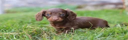 Miniature Dachshund dogs for sale: Stella - Ad 15