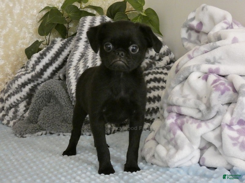 Brussels Griffon dogs Baxter - AKC - Ad 1