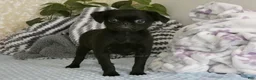 Brussels Griffon dogs for sale: Baxter - AKC - Ad 1
