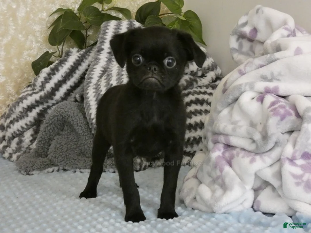 Brussels Griffon dogs for sale: Baxter - AKC - Ad 1