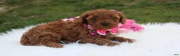Cavapoo dogs for sale: Destiny  - Ad 7