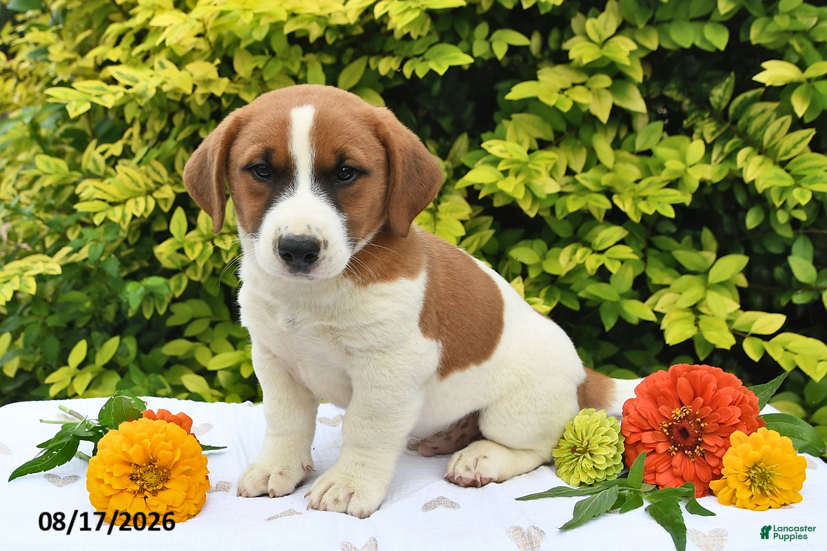 Mixed Breed dogs Drey - Ad 1