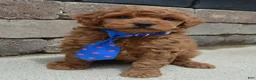 Mini Goldendoodle dogs for sale: Mini George - Ad 12